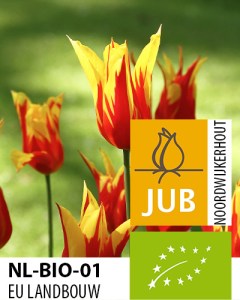 BIO Tulipa Fire Wings